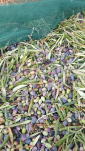 raccolta olive villa italo wellness